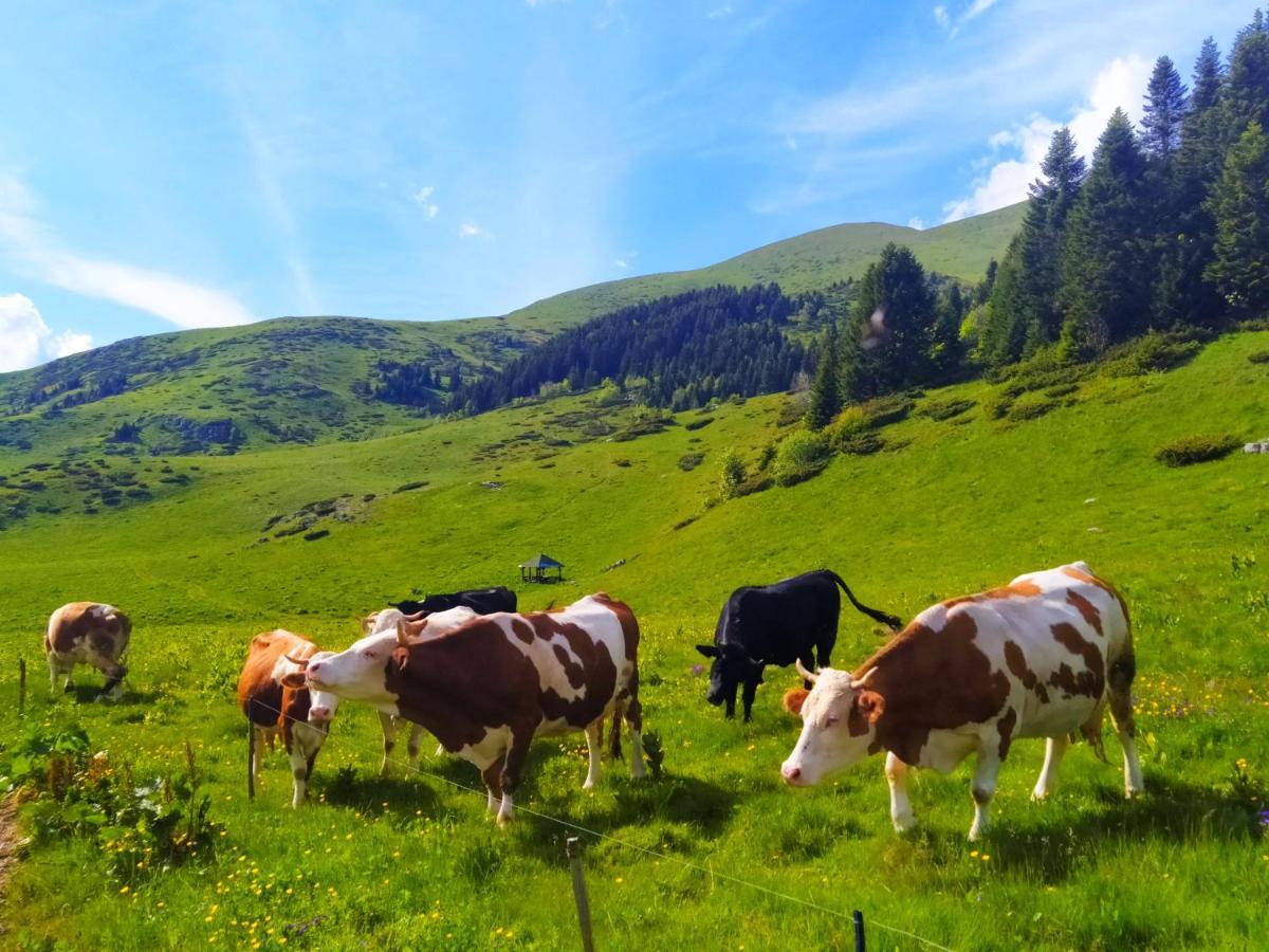Eko Katun Damjanovic - Bjelasica Mojkovac Exterior foto